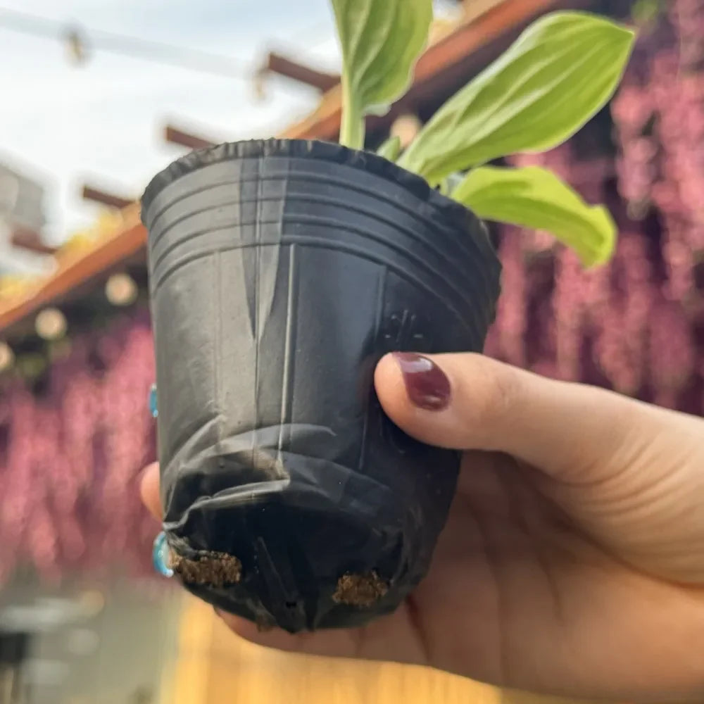 100/50PCS Thickened Seedling Bag with Holes Plastic Flowerpot Flower Plant Breathable Container Garden Vegetable Planting Pots Quake