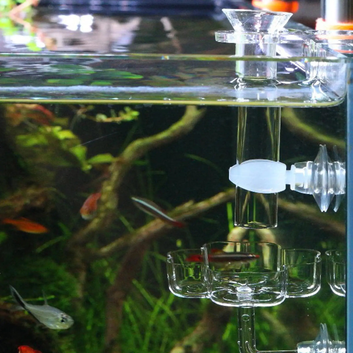Transparent Acrylic Mini Shrimp Feeder Dish for Aquarium Fish Food Holder with Easy Clean Suction Support Quake