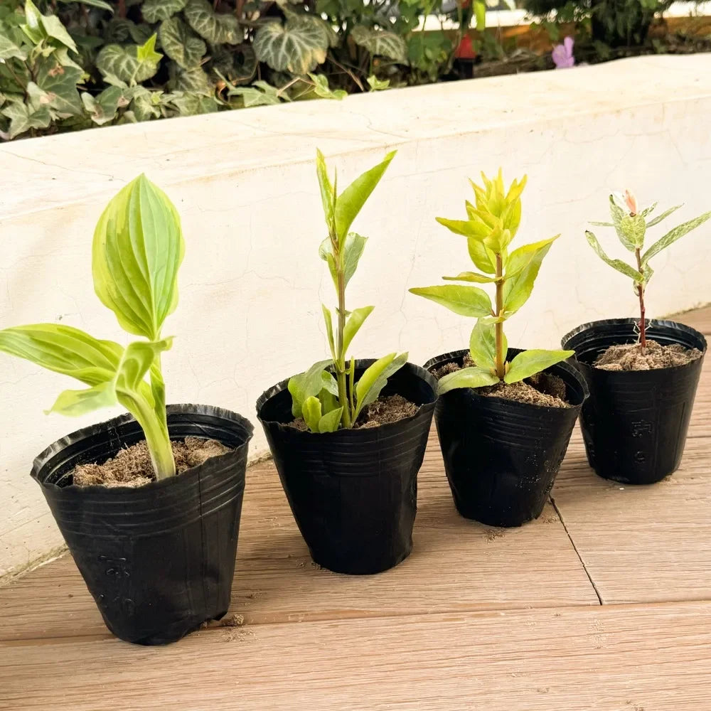 100/50PCS Thickened Seedling Bag with Holes Plastic Flowerpot Flower Plant Breathable Container Garden Vegetable Planting Pots Quake